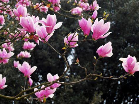Cultivo de magnolia de hoja caduca en tierra y en maceta